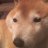 11 Corgies on a Computer