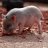 pigloover101